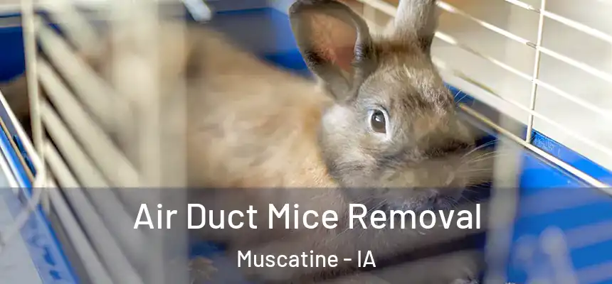 Air Duct Mice Removal Muscatine - IA