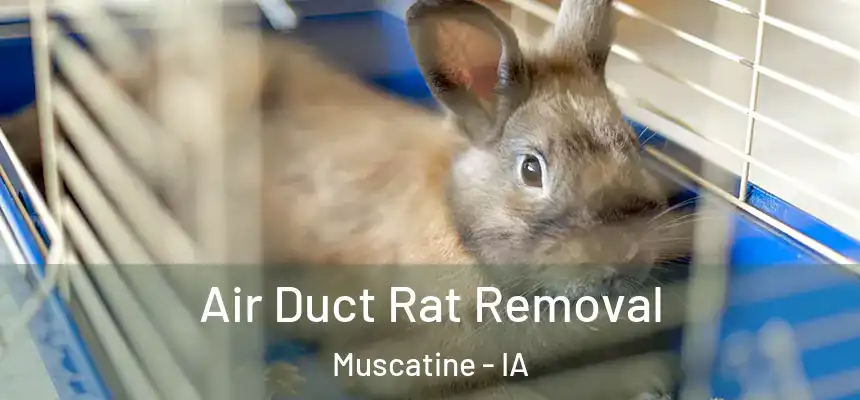 Air Duct Rat Removal Muscatine - IA