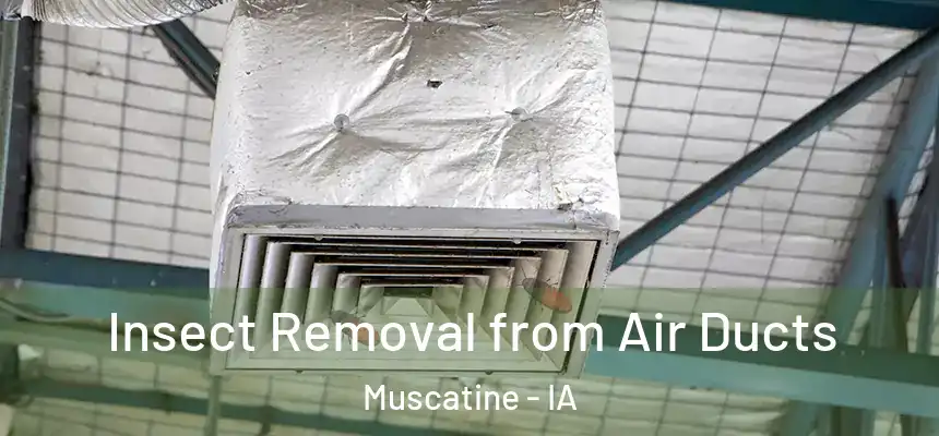 Insect Removal from Air Ducts Muscatine - IA