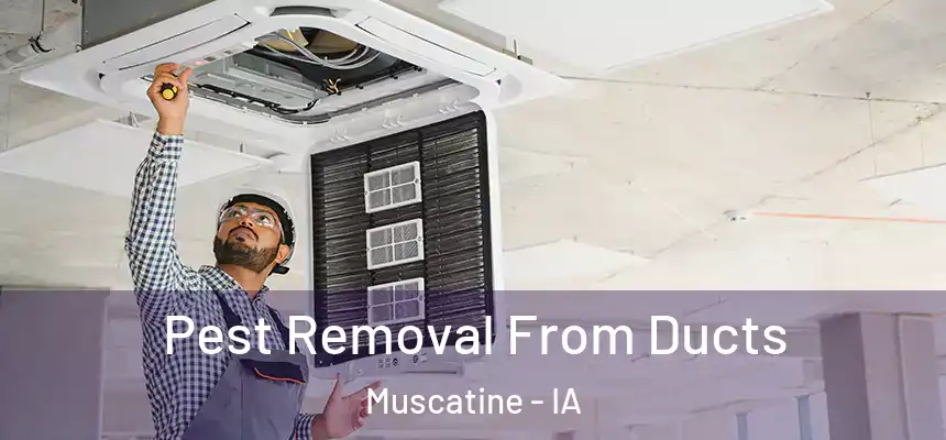 Pest Removal From Ducts Muscatine - IA